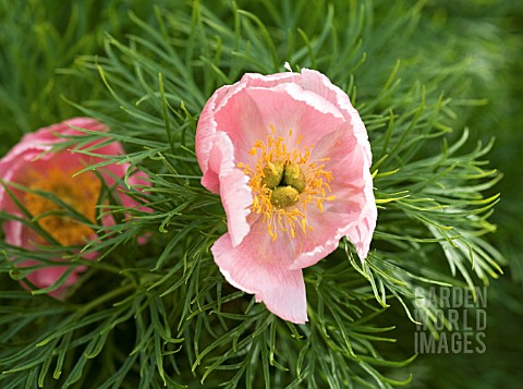 PAEONIA_TENUIFOLIA_ROSEA