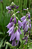 HOSTA DECORATA