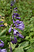 HOSTA VENTRICOSA