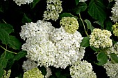 HYDRANGEA CINEREA VAR. STERILIS