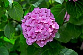 HYDRANGEA HORTENSIS HAMBURG