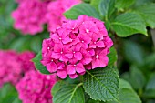 HYDRANGEA MACROPHYLLA ALPENGLOW