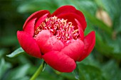 PAEONIA WALTER MAINS