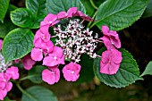 HYDRANGEA MACROPHYLLA GEOFFREY CHADBUND