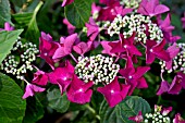 HYDRANGEA MACROPHYLLA RED BARRON