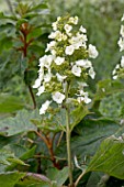 HYDRANGEA QUERCIFOLIA ALICE