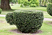 ILEX AQUIFOLIUM TOPIARY