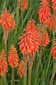 KNIPHOFIA CORAL FLAME