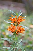 LEONOTIS LEONURUS