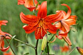 LILIUM FORMA