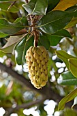 MAGNOLIA GRANDIFLORA FRUIT