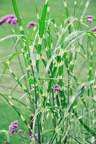 MISCANTHUS_SINENSIS_ZEBRINUS