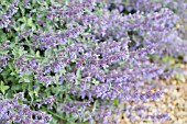 NEPETA RACEMOSA WALKERS LOW