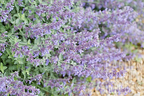 NEPETA_RACEMOSA_WALKERS_LOW