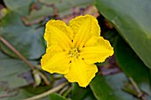 NYMPHOIDES PELTATA