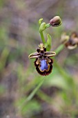 OPHRYS SPECULUM