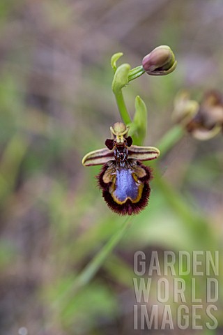 OPHRYS_SPECULUM