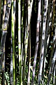 PHYLLOSTACHYS NIGRA