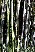 PHYLLOSTACHYS NIGRA