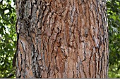 PINUS PINEA BARK