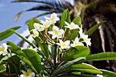 PLUMERIA ALBA