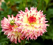 DAHLIA HAPET 2004-16