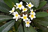 PLUMERIA ALBA