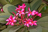 PLUMERIA RUBRA