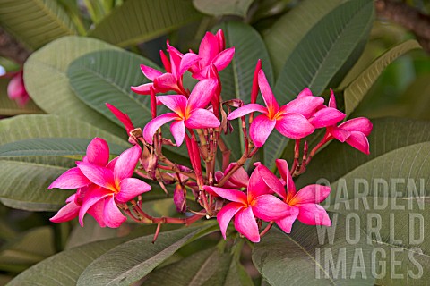 PLUMERIA_RUBRA