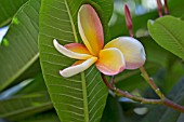 PLUMERIA RUBRA F.TRICOLOR