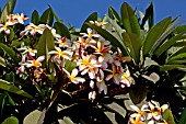 PLUMERIA RUBRA F.TRICOLOR