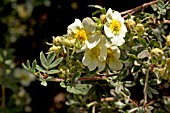 POTENTILLA FRUTICOSA TILFORD CREAM