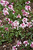 PENSTEMON PROCERUS ROY DAVIDSON