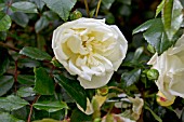 ROSA ALBERIC BARBIER