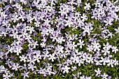 PHLOX OAKINGTON BLUE EYES