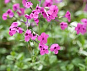 PHLOX STOLONIFERA PINK RIDGE