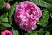 ROSA JACQUES CARTIER