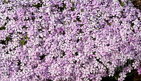 PHLOX_SUBULATA_BONITA