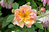 ROSA PHYLLIS BIDE