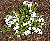 PHLOX SUBULATA MAISCHNEE