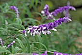 SALVIA LEUCANTHA