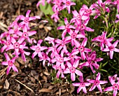 PHLOX SUBULATA STARGLOW