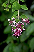 SYRINGA PUBESCENS SSP MICROPHYLLA  SUPERBA