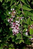 SYRINGA PUBESCENS SSP MICROPHYLLA  SUPERBA