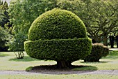 TAXUS BACCATA TOPIARY
