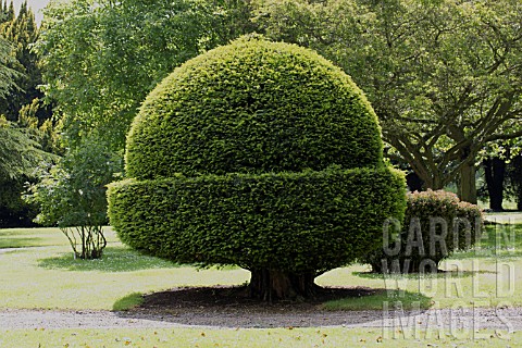 TAXUS_BACCATA_TOPIARY