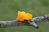 TREMELLA MESENTERICA