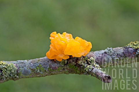 TREMELLA_MESENTERICA