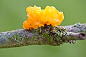 TREMELLA MESENTERICA