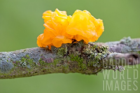 TREMELLA_MESENTERICA